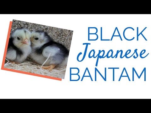 Black Japanese Video