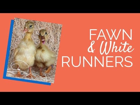 Fawn & White Runner Video