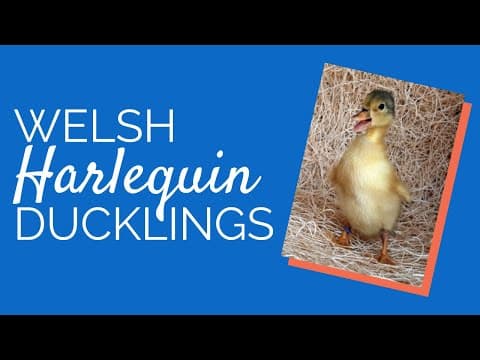 Welsh Harlequin Video