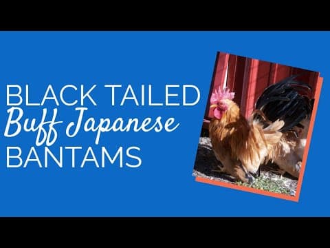 Black Tailed Buff Japanese Video
