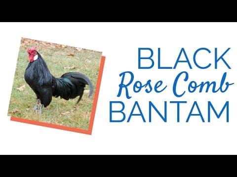 Black Rose Comb Video