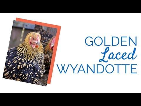 Golden Laced Wyandotte Video