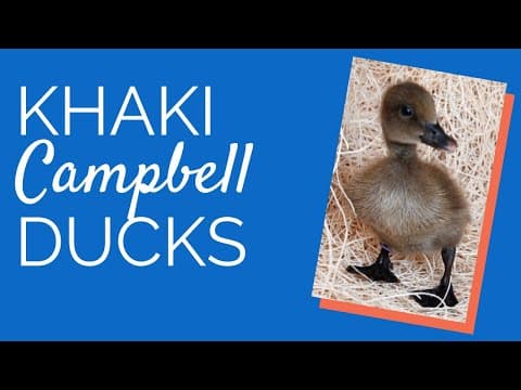 Khaki Campbell Video