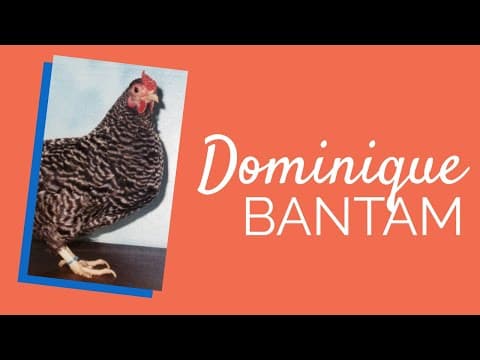 Dominique Video