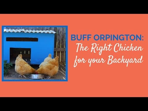 Buff Orpington Video