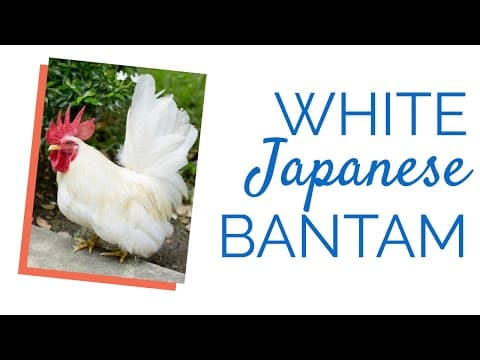 White Japanese Video