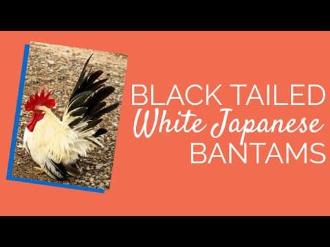 Black Tailed White Japanese Video