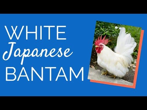 White Japanese Video