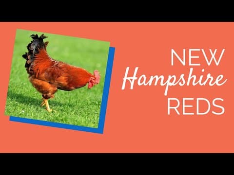New Hampshire Red Video