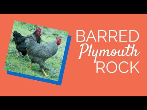 Barred Plymouth Rock Video