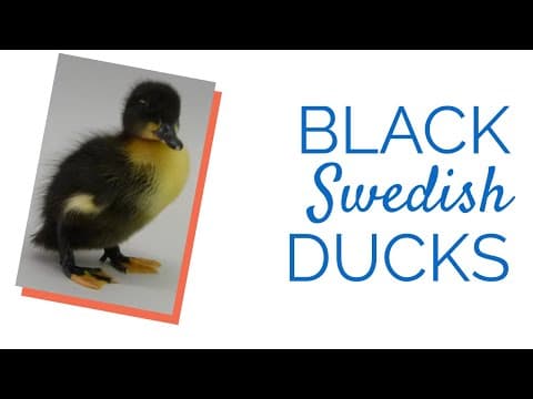 Black Swedish Video