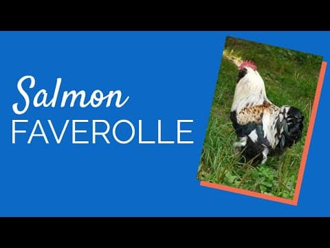 Salmon Faverolle Video