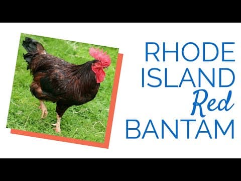 Rhode Island Red Video