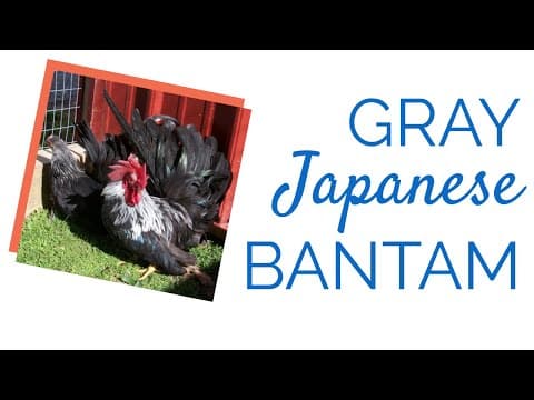 Gray Japanese Video