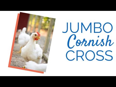 Jumbo Cornish Cross Video
