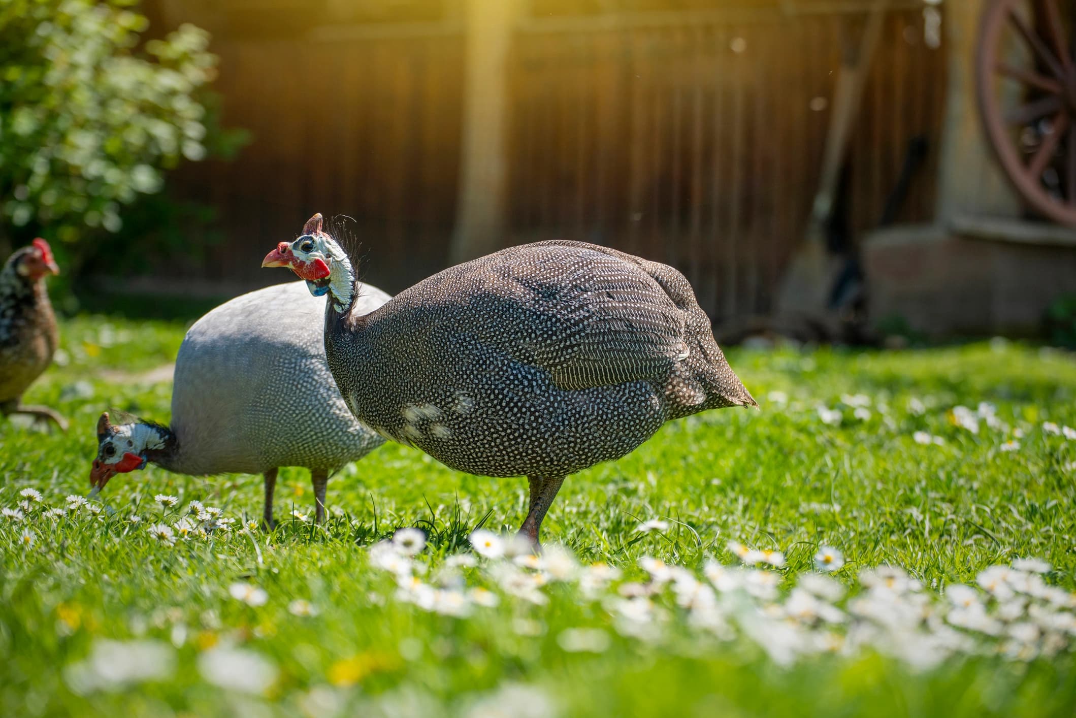 Guineas