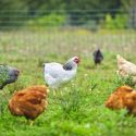 Backyard Chicken Demand in Alaska Quadruples in One Year
