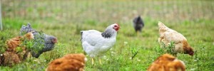 Backyard Chicken Demand in Alaska Quadruples in One Year