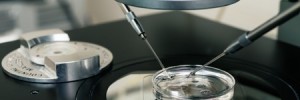 Scientists Develop Surrogate Hen to Protect Rare Breeds