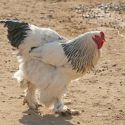 Giant Brahma Rooster Becomes Internet Sensation