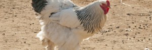 Giant Brahma Rooster Becomes Internet Sensation