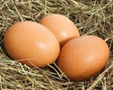 Chickens Laying Soft Eggs? Here are a Few Possible Causes