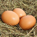 Chickens Laying Soft Eggs? Here are a Few Possible Causes