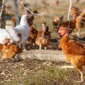 Tips for Introducing New Hens to an Existing Flock