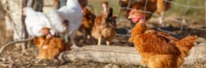 Tips for Introducing New Hens to an Existing Flock