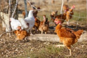 Tips for Introducing New Hens to an Existing Flock