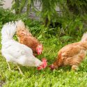 Keeping Your Chickens Cool on Hot Summer Days