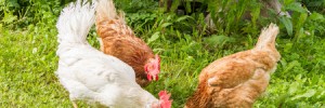 Keeping Your Chickens Cool on Hot Summer Days