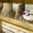 Hen in Nesting Box