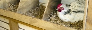 Hen in Nesting Box