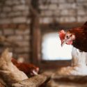 Training Young Chicks to Return to Their Roost