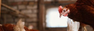 Training Young Chicks to Return to Their Roost