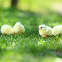 baby chicks on green grass