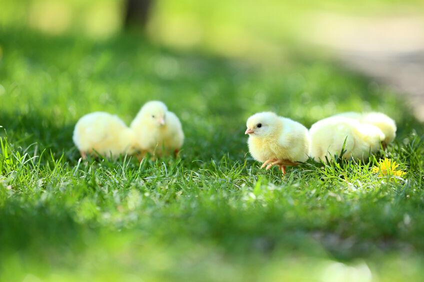 baby chicks on green grass