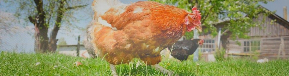 Chickens For Backyards