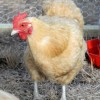 Buff Orpington