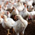 National Chicken Council Releases New Broiler Welfare Standards