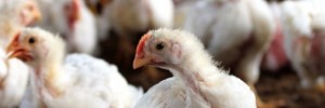 National Chicken Council Releases New Broiler Welfare Standards