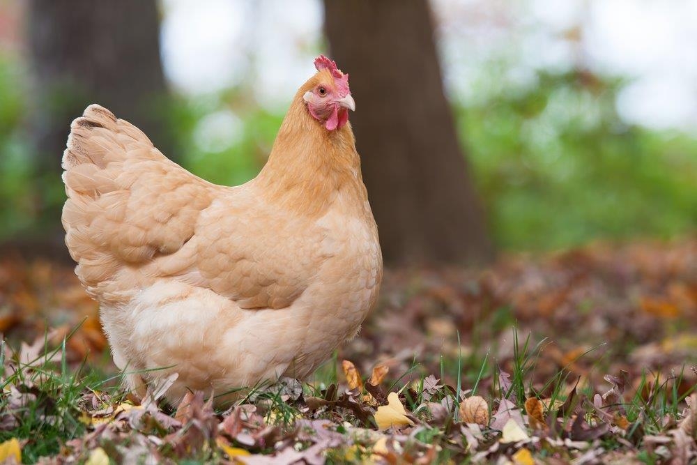 Is Orpington Chicken Aggressive?