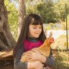 Buff Orpington Chicken and Girl