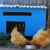 Buff Orpington Chickens for Sale