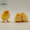 Buff Orpington Chicks