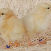 Buff Orpington Chicks