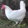 White Leghorn Chicken