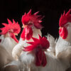 White Leghorn Roosters