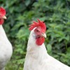 White Leghorn Chickens